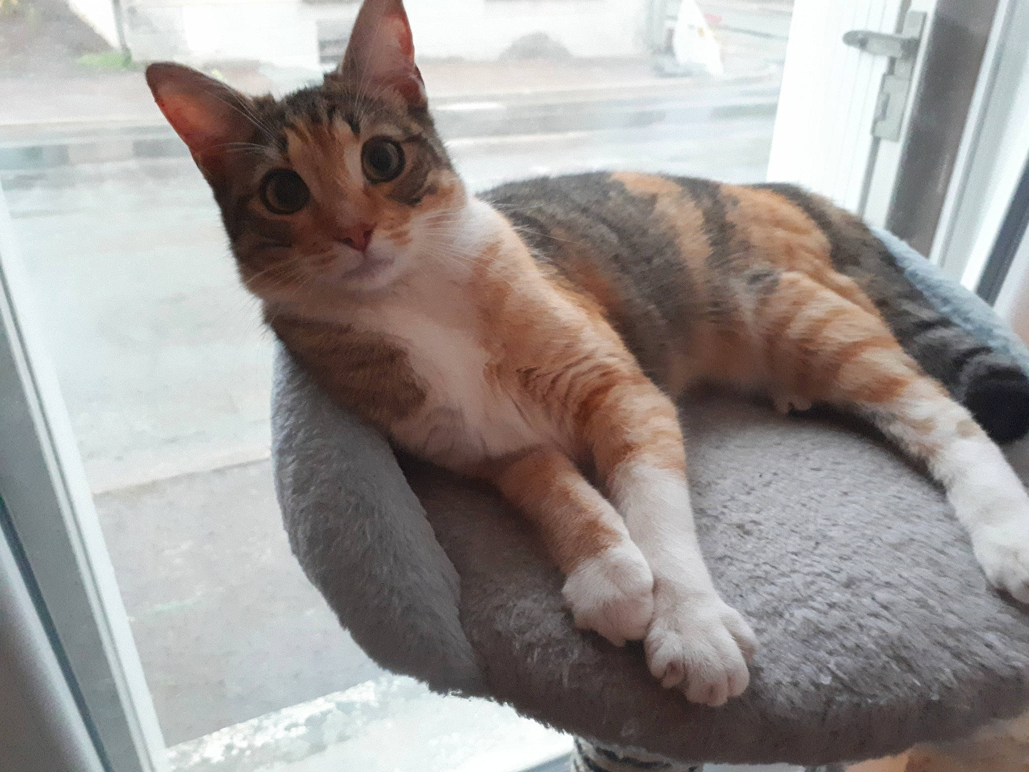 Yuna participe au concours pour gagner de l'argent avec cette photo : aegean_cat, american_wirehair, arabian_mau, asian, australian_mist, carnivore, cat, domestic_short_haired_cat, european_shorthair, eye, felidae, german_rex, mammal, paw, small_to_medium_sized_cats, snout, tabby_cat, tail, vertebrate, whiskers