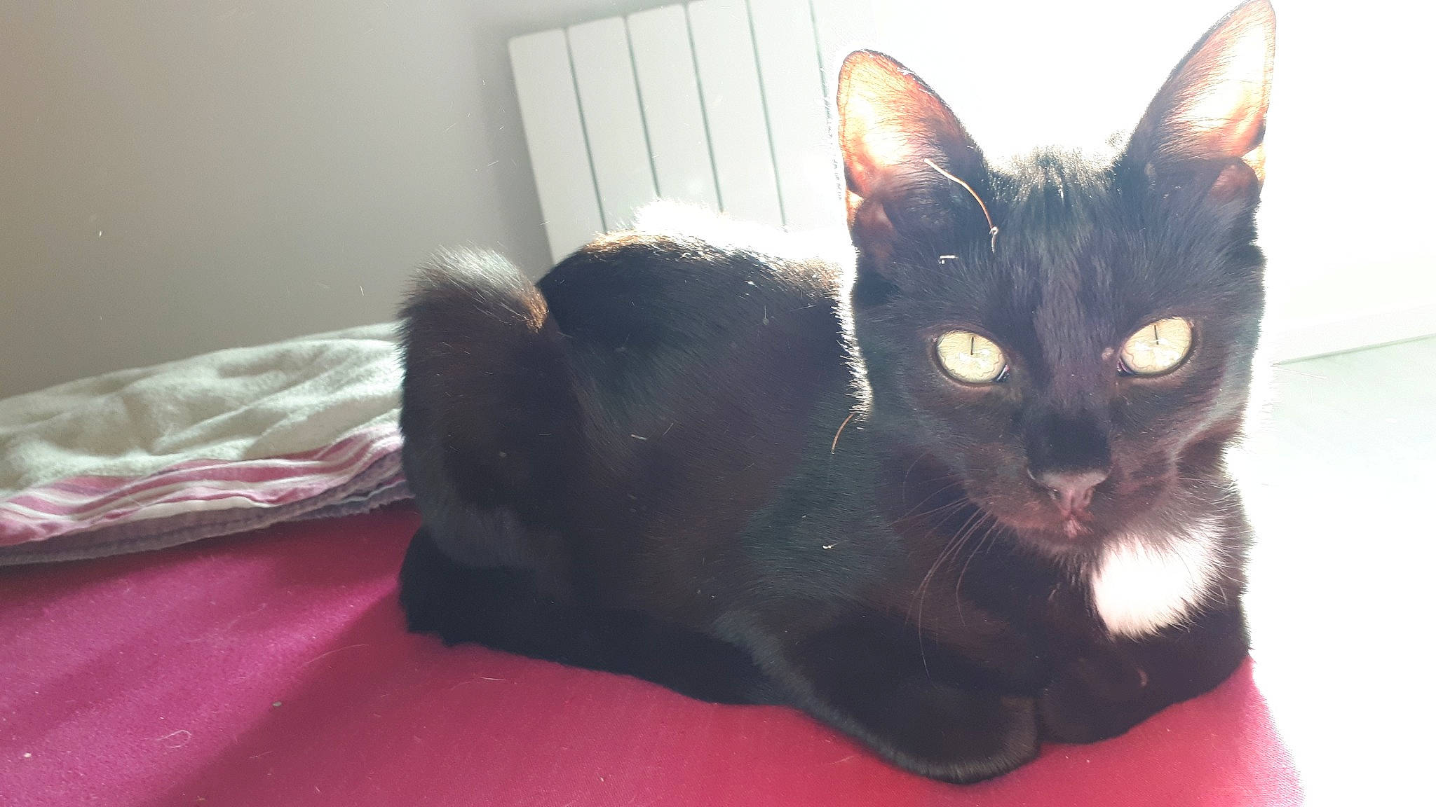 Minos a rejoint le concours — aidez-le/la à gagner de superbes lots ! asian, black, black_cat, bombay, carnivore, cat, domestic_short_haired_cat, ear, felidae, fur, german_rex, kitten, korat, mammal, small_to_medium_sized_cats, snout, whiskers