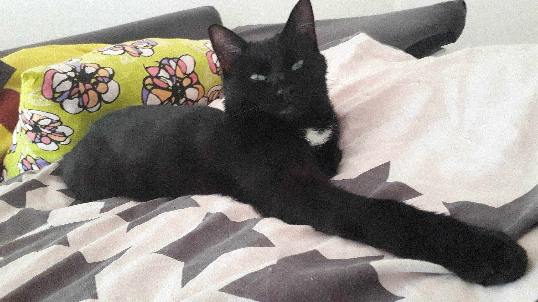 Minos a rejoint le concours — aidez-le/la à gagner de superbes lots ! asian, bed, black, black_cat, bombay, carnivore, cat, domestic_short_haired_cat, felidae, fur, furniture, havana_brown, kitten, oriental_longhair, polydactyl_cat, small_to_medium_sized_cats, tail, whiskers