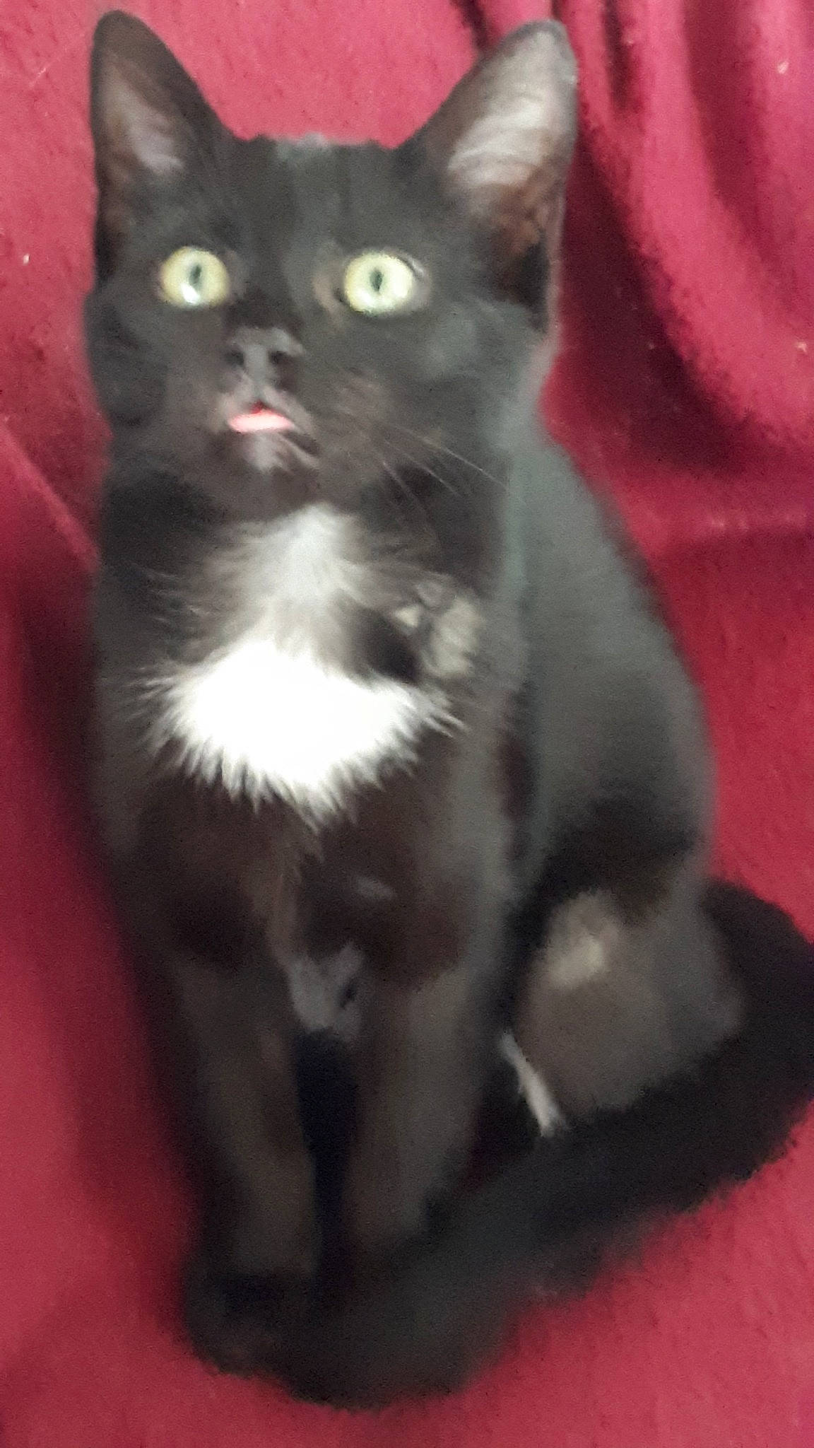 Minos a rejoint le concours — aidez-le/la à gagner de superbes lots ! asian, black_cat, carnivore, cat, chartreux, domestic_long_haired_cat, domestic_short_haired_cat, eye, felidae, german_rex, kitten, korat, mammal, norwegian_forest_cat, polydactyl_cat, small_to_medium_sized_cats, snout, tail, vertebrate, whiskers