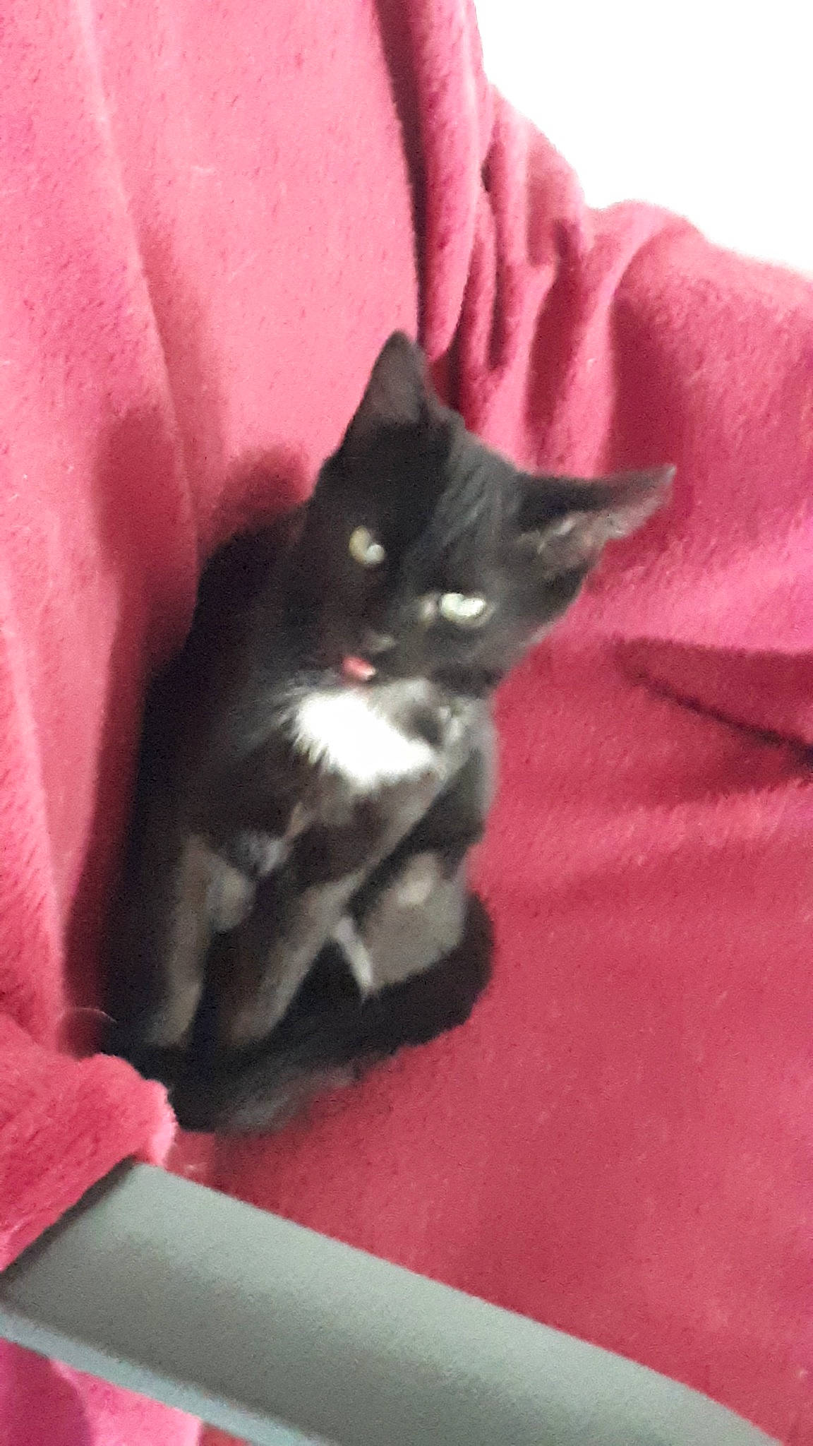 Minos participe au concours pour gagner de l'argent avec cette photo : black, black_cat, carnivore, cat, claw, domestic_short_haired_cat, felidae, fur, kitten, pink, polydactyl_cat, small_to_medium_sized_cats, tail, whiskers