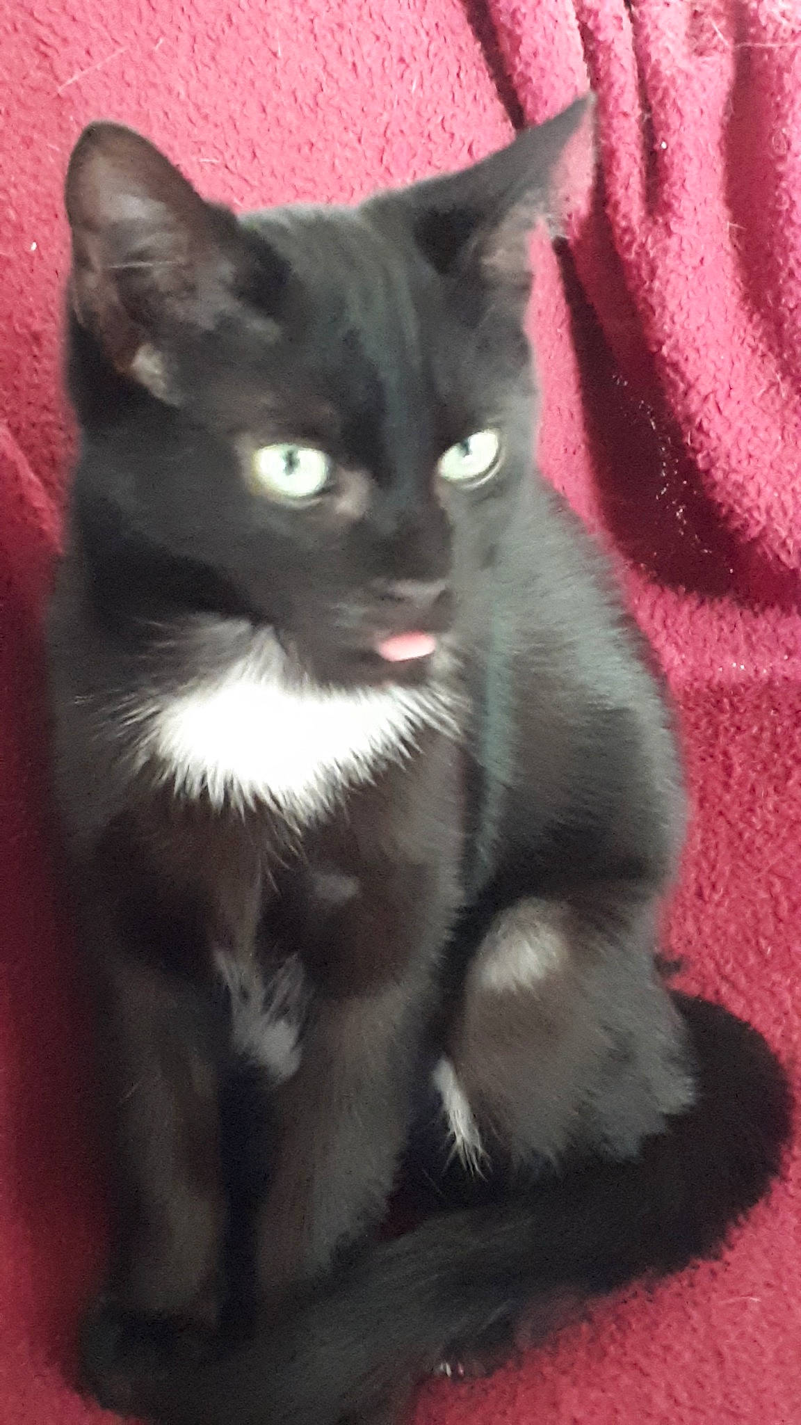 Minos participe au concours pour gagner de l'argent avec cette photo : asian, black_cat, british_semi_longhair, carnivore, cat, chartreux, domestic_long_haired_cat, domestic_short_haired_cat, felidae, kitten, korat, mammal, nebelung, polydactyl_cat, russian_blue, small_to_medium_sized_cats, snout, tail, vertebrate, whiskers