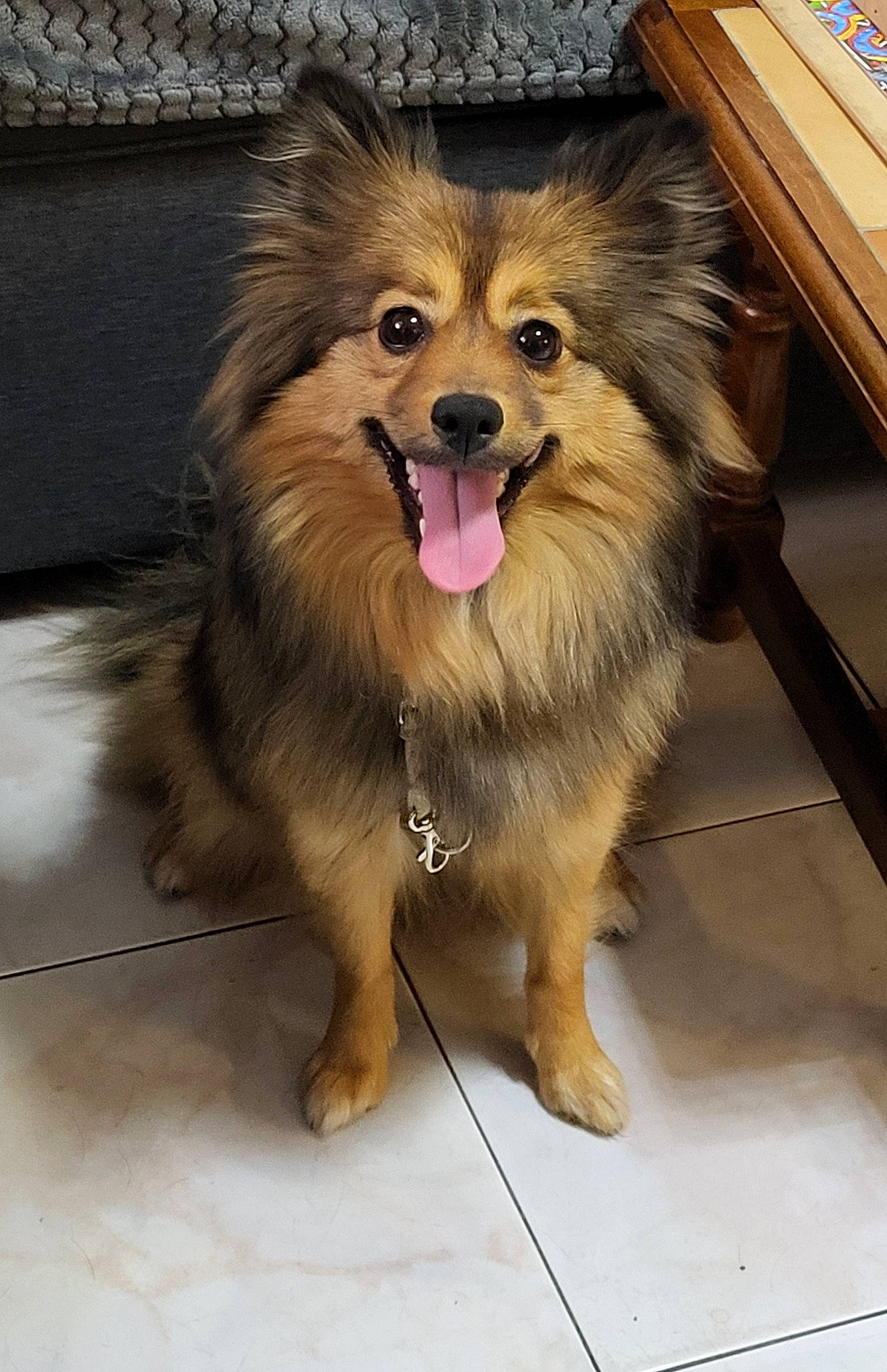 Lady a rejoint le concours — aidez-le/la à gagner de superbes lots ! canidae, carnivore, collar, companion_dog, dog, dog_breed, fang, fawn, flooring, fur, german_spitz, german_spitz_klein, paw, pomeranian, smile, spitz, sporting_group, toy_dog, whiskers, working_animal