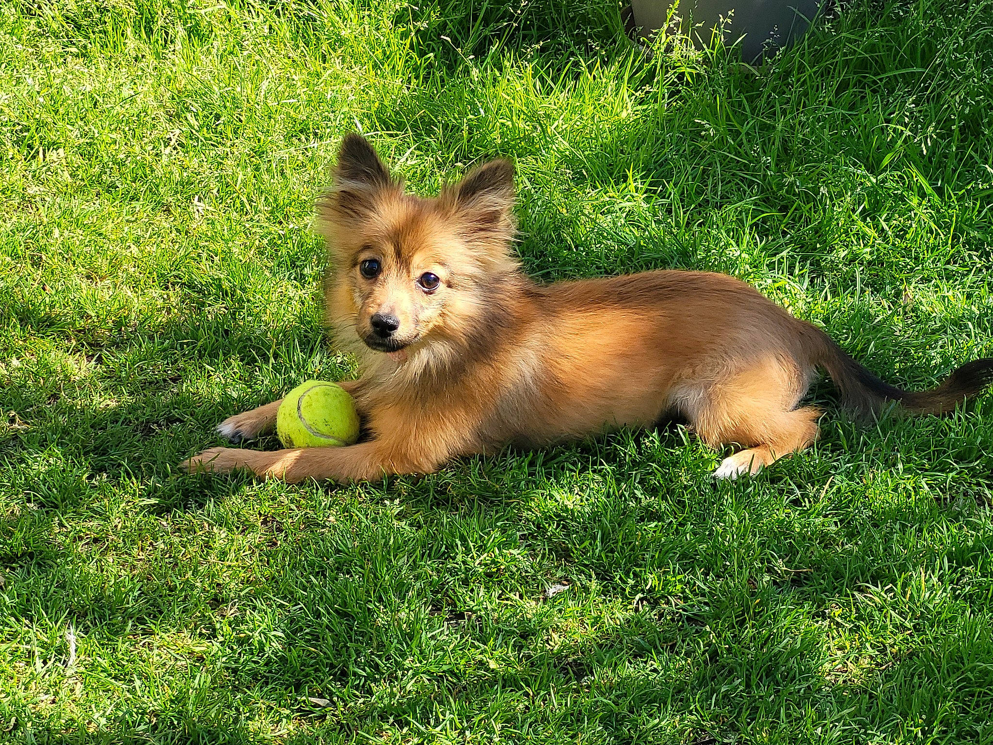 Lady participe au concours pour gagner de l'argent avec cette photo : canidae, carnivore, companion_dog, dog, dog_breed, dog_supply, fawn, german_spitz, german_spitz_klein, german_spitz_mittel, grass, pomeranian, snout, spitz, sporting_group, tail, terrestrial_animal, toy_dog, volpino_italiano, wildlife