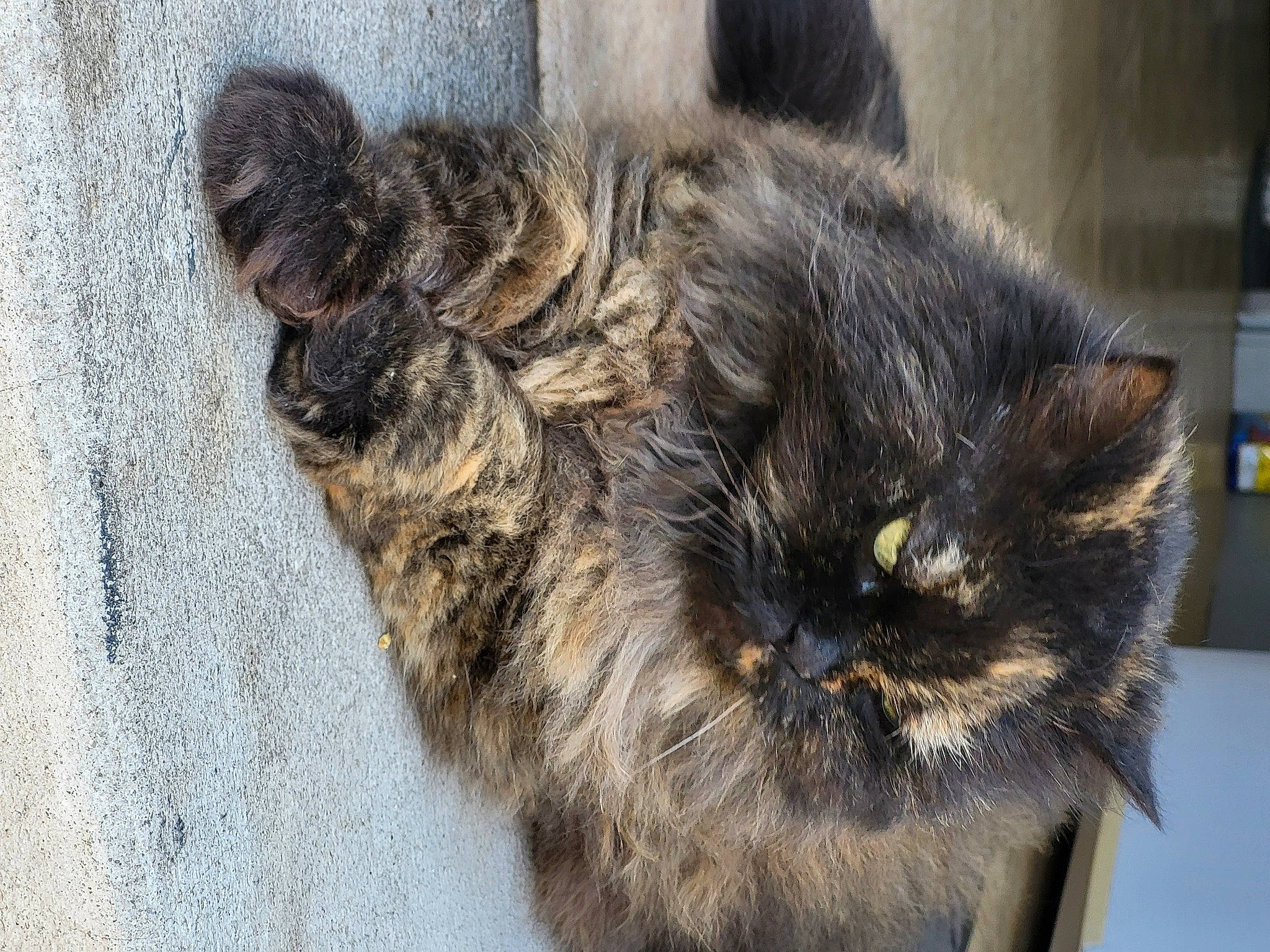 Dipi participe au concours pour gagner de l'argent avec cette photo : carnivore, cat, claw, domestic_short_haired_cat, felidae, fur, grey, paw, small_to_medium_sized_cats, snout, tail, terrestrial_animal, whiskers