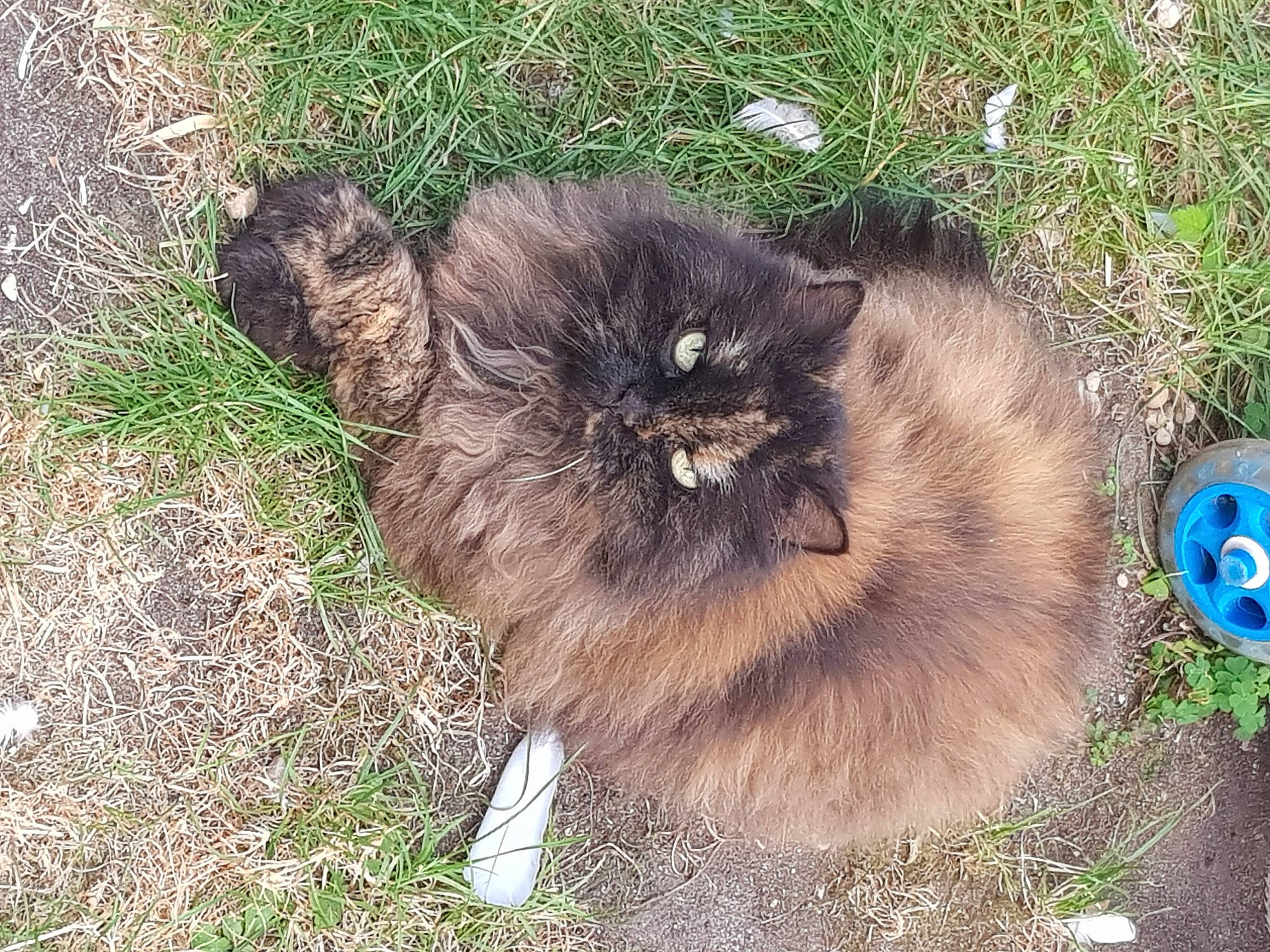 Dipi a rejoint le concours — aidez-le/la à gagner de superbes lots ! carnivore, cat, felidae, fur, grass, groundcover, liver, logo, natural_material, small_to_medium_sized_cats, snout, soil, terrestrial_animal, whiskers, wildlife, working_animal