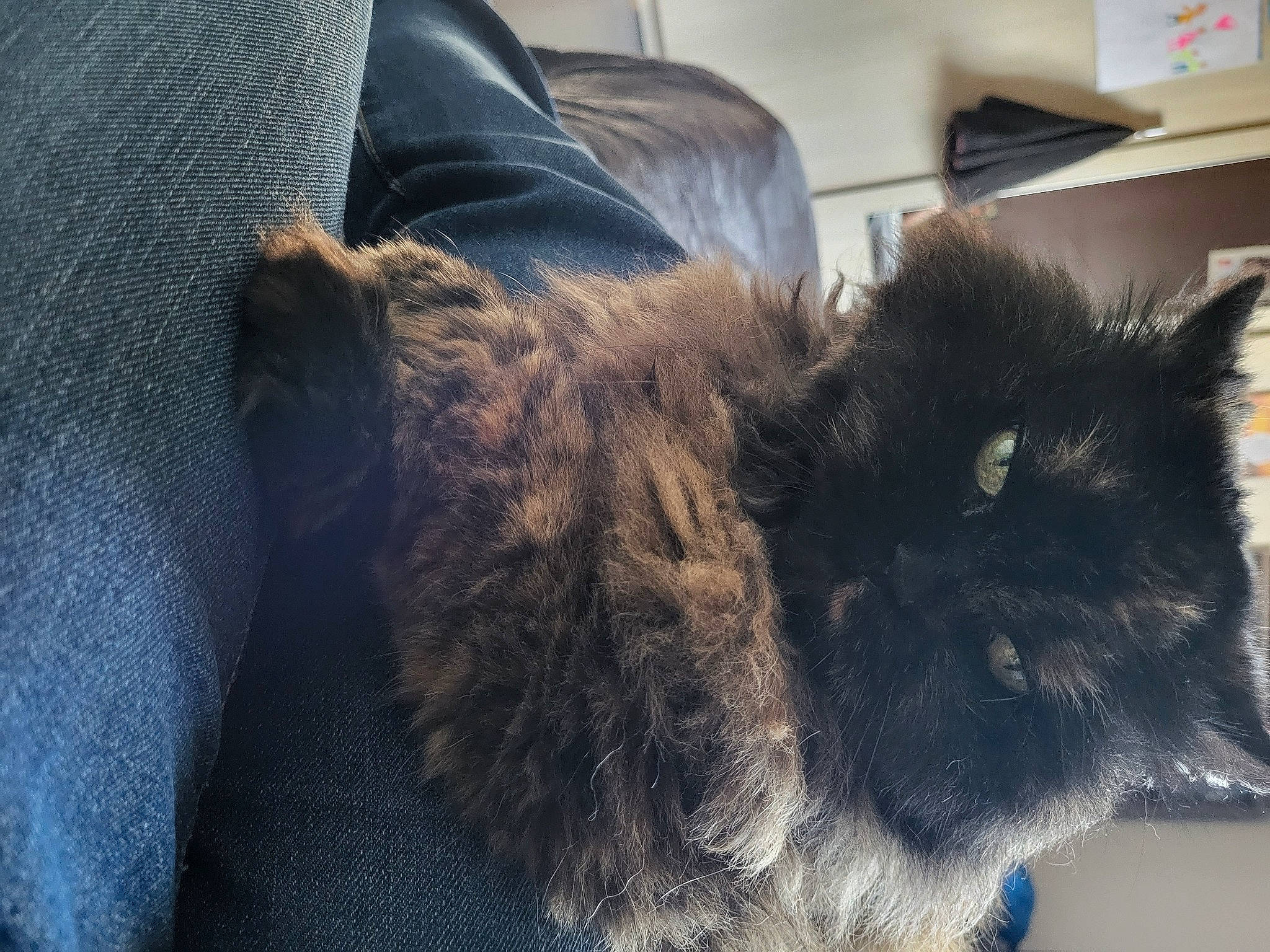 Dipi participe au concours pour gagner de l'argent avec cette photo : black_cat, carnivore, cat, claw, comfort, denim, dog_breed, electric_blue, felidae, flooring, fur, grey, human_leg, mammal, small_to_medium_sized_cats, snout, tail, terrestrial_animal, vertebrate, whiskers