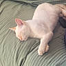 Floyd a rejoint le concours — aidez-le/la à gagner de superbes lots ! cat, white_cat, sleeping, sleepy, pet, animal, couch, sofa, green_cushion, indoor, home, cozy, relaxed, lying_down, paw, whiskers, ears, pink_nose, portrait, photography