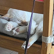 Floyd participe au concours pour gagner de l'argent avec cette photo : cat, white_cat, sleeping, relaxed, upside_down, paws, toe_beans, pink_paws, fur, animal, pet, wooden_chair, cushion, indoor, home, floor_tiles, furniture, hanging_leg, playful, cozy
