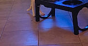 Floyd a rejoint le concours — aidez-le/la à gagner de superbes lots ! cat, cats, pet, animal, feeding, food_bowl, curious, indoor, home, tile_floor, furniture, dining_table, scratching_post, wooden_cabinet, dark_lighting, blue_lighting, portrait_orientation, domestic_animal, resting, eating