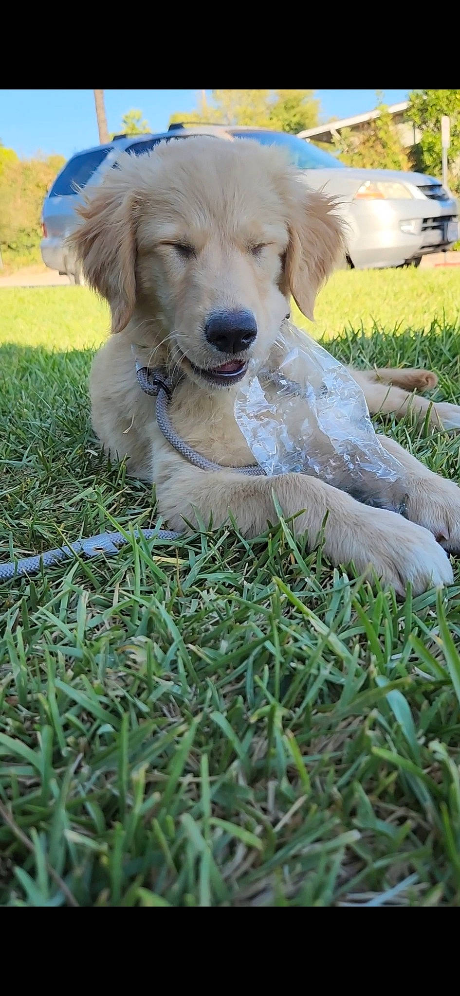 Autumn joined the competition — help win amazing prizes! canidae, carnivore, companion_dog, dog, dog_breed, fawn, grass, grass_family, gun_dog, plant, recreation, snout, sporting_group, tree