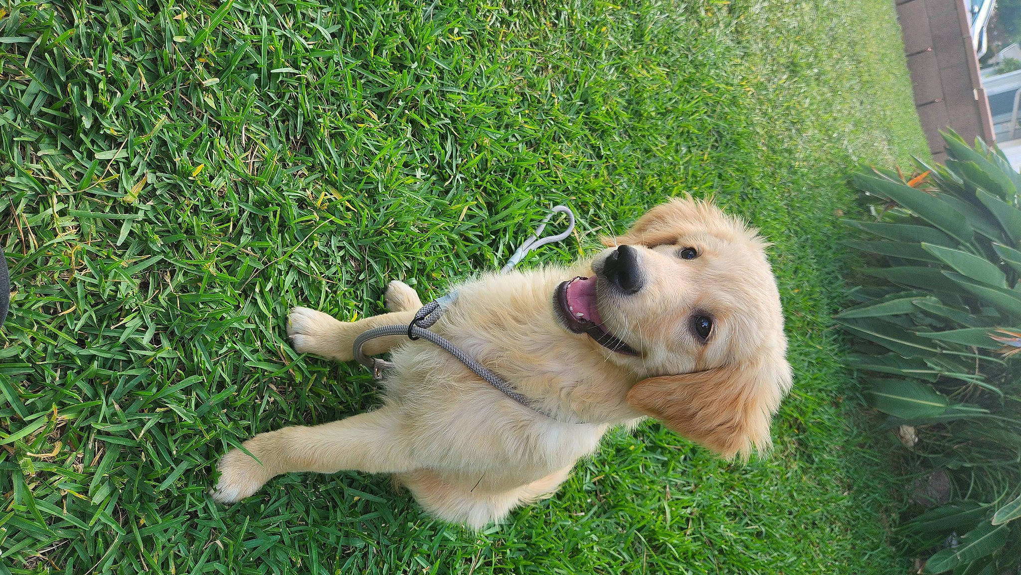 Autumn is registered to the contest to win money with this photo: carnivore, collar, companion_dog, dog, dog_breed, dog_collar, flowerpot, fur, grass, groundcover, houseplant, lawn, paw, plant, retriever, snout, sporting_group, tail, working_dog, yard