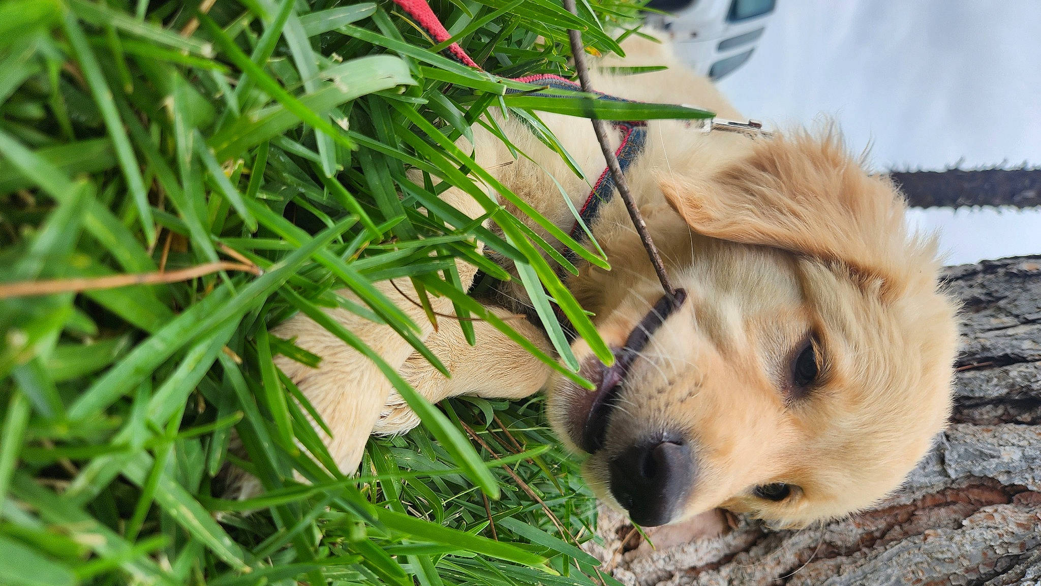 Autumn joined the competition — help win amazing prizes! animal_shelter, canidae, carnivore, companion_dog, dog, dog_breed, fawn, fur, grass, herb, plant, retriever, snout, sporting_group, street_dog, terrestrial_animal, tree, whiskers, wildlife, working_animal