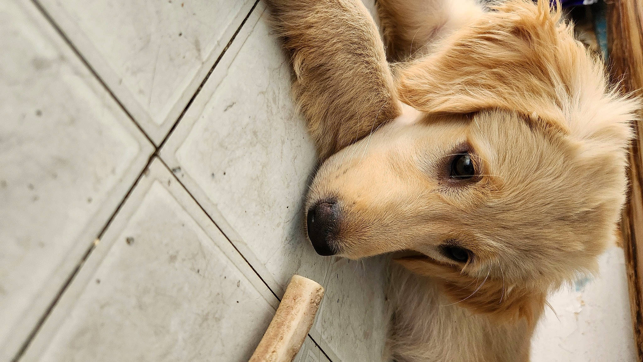 Autumn joined the competition — help win amazing prizes! canidae, carnivore, companion_dog, dog, dog_breed, ear, eye, eyelash, fawn, flooring, fur, hardwood, paw, snout, sporting_group, street_dog, tail, terrestrial_animal, whiskers, wood