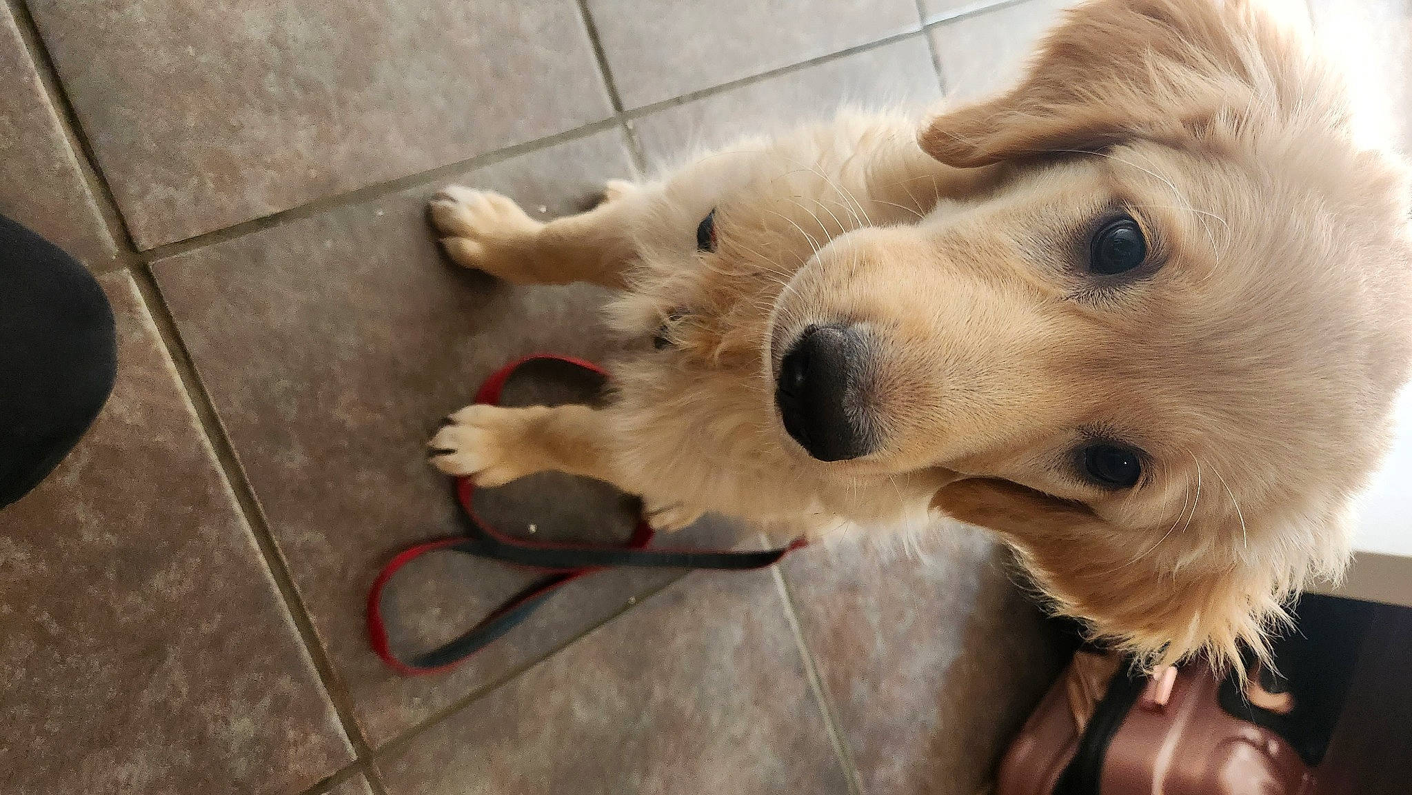 Autumn is registered to the contest to win money with this photo: canidae, carnivore, collar, companion_dog, dog, dog_breed, dog_collar, fawn, flooring, fur, paw, plant, retriever, road_surface, snout, sporting_group, terrestrial_animal, tile_flooring, whiskers, working_animal