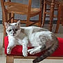 Mimosa participe au concours pour gagner de l'argent avec cette photo : animal, bench, cat, comfort, domestic, feline, floor, four_legs, fur, home, indoor, pet, quiet, red_cushion, relaxed, resting, tail, whiskers, wooden_chair, wooden_table