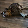 Dolly joined the competition — help win amazing prizes! animal, black, brown, calm, canine, collar, cozy, dog, domestic_animal, floor, indoor, laying_down, paw, pet, quiet, relaxation, resting, sleeping, white, wooden_floor