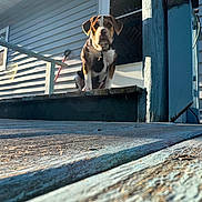 Dolly is registered to the contest to win money with this photo: animal, backyard, blue_siding, collar, curious, daylight, dog, domestic_animal, fence, house, nature, outdoor, pet, porch, quiet, shadow, step, sunlight, window, wood