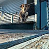 animal, backyard, blue_siding, collar, curious, daylight, dog, domestic_animal, fence, house, nature, outdoor, pet, porch, quiet, shadow, step, sunlight, window, wood