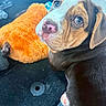 Dolly joined the competition — help win amazing prizes! animal, black, brown, carpet, close_up, cute, dog, ears, fur, indoor, looking_back, nose, orange, paw, pet, puppy, soft, toy, white, young