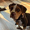 animal, black, brown, canine, collar, companion, cute, dog, domestic_animal, flooring, indoors, looking_up, pet, portrait, puppy, sunlight, tag, white, wooden_floor, young