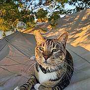 Marley joined the competition — help win amazing prizes! animal, cat, closeup, collar, daytime, fur, green_eyes, hammock, mammal, nature, outdoor, pet, portrait, relaxed, resting, shade, sunlight, tabby_cat, tree, whiskers