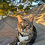 animal, cat, closeup, collar, daytime, fur, green_eyes, hammock, mammal, nature, outdoor, pet, portrait, relaxed, resting, shade, sunlight, tabby_cat, tree, whiskers