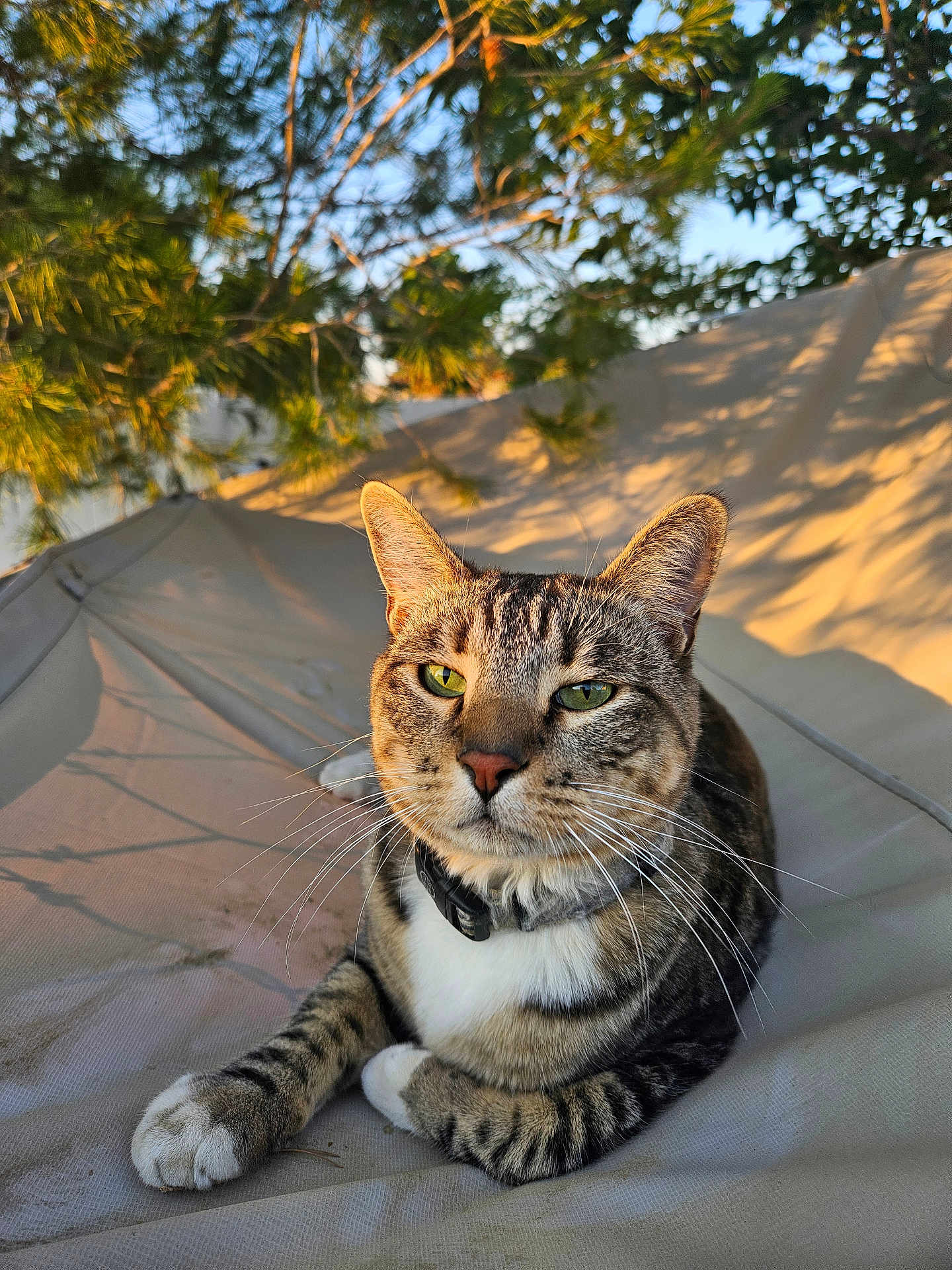 Marley