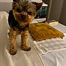 Vic participe au concours pour gagner de l'argent avec cette photo : animal, blanket, companion, couch, cozy, curious, cushion, cute, dog, domestic, fur, furniture, head_tilt, home, indoors, living_room, pet, small_dog, toy_breed, yorkshire_terrier