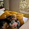 Vic participe au concours pour gagner de l'argent avec cette photo : animal, bed, brown, comfort, cozy, cute, decor, dog, fur, home, indoor, pet, pillow, relaxing, resting, sleeping, small_dog, stuffed_toy, toy, wallpaper