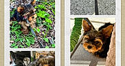 Vic participe au concours pour gagner de l'argent avec cette photo : accessories, affenpinscher, airedale, animal, art, canine, cat, chair, cockerspaniel, collage, dog, furniture, germanshepherd, kitten, papillon, pet, poodle, puppy, strap, terrier