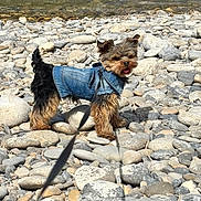 Vic participe au concours pour gagner de l'argent avec cette photo : adventure, animal, canine, cute, denim_jacket, dog, fur, happy, leash, nature, outdoor, pet, portrait, riverbank, rocks, small_dog, standing, sunlight, walking, water