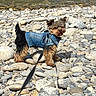 adventure, animal, canine, cute, denim_jacket, dog, fur, happy, leash, nature, outdoor, pet, portrait, riverbank, rocks, small_dog, standing, sunlight, walking, water