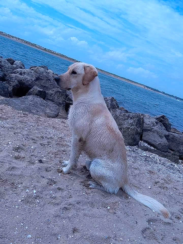 Venek participe au concours pour gagner de l'argent avec cette photo : beach, carnivore, cloud, dog_breed, fawn, horizon, lake, liquid, marine_mammal, ocean, rock, sand, shore, sky, sporting_group, tail, terrestrial_animal, water, wildlife, wood