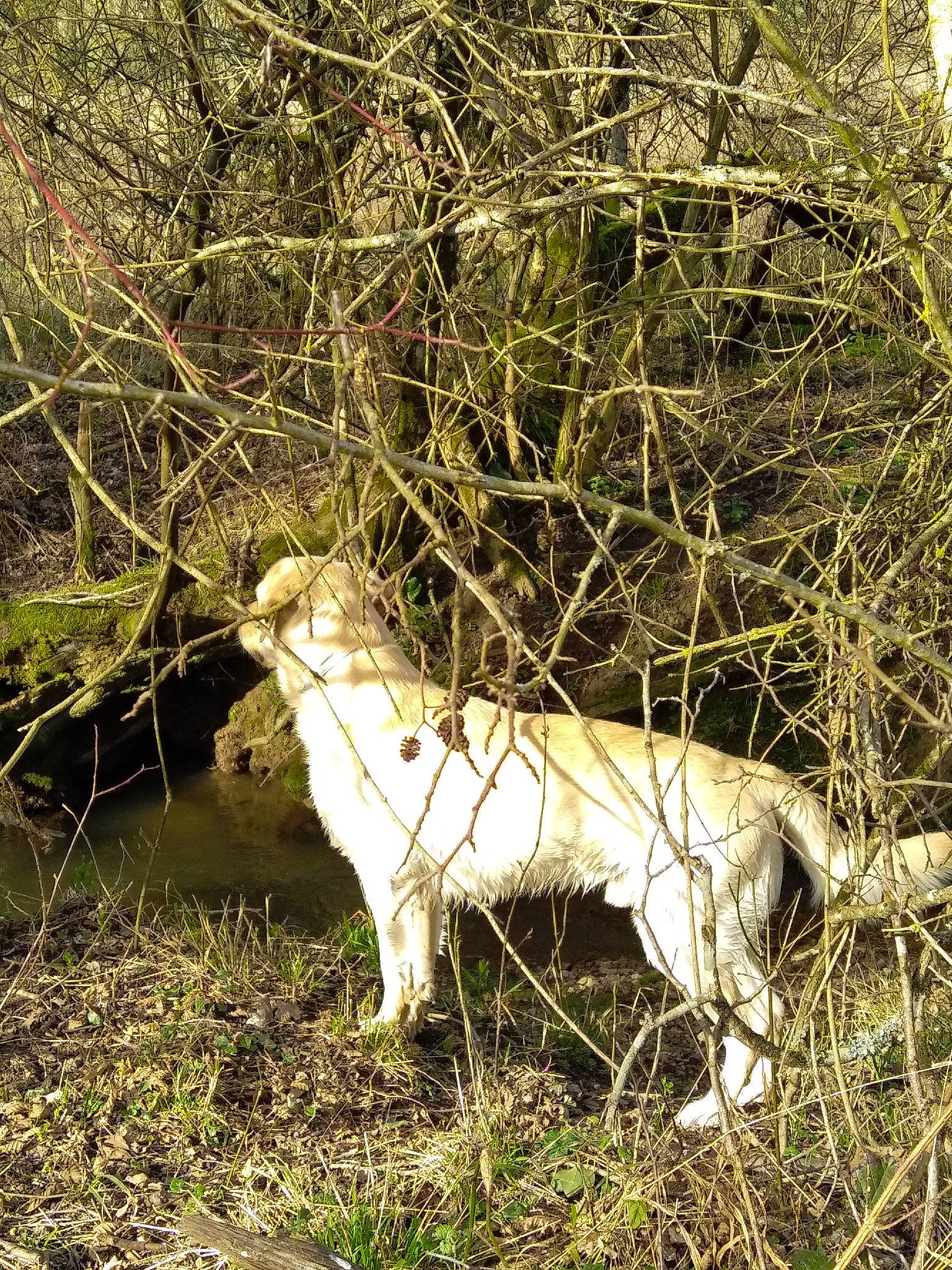 Venek a rejoint le concours — aidez-le/la à gagner de superbes lots ! canidae, carnivore, dog, dog_breed, fawn, grass, human_leg, natural_landscape, pasture, plant, snout, soil, sporting_group, tail, terrestrial_animal, trunk, twig, wildlife, wood, working_animal