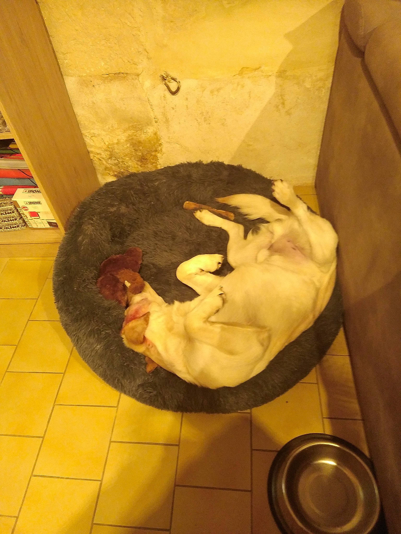 Venek participe au concours pour gagner de l'argent avec cette photo : artifact, bookcase, circle, comfort, felidae, flooring, fur, hardwood, paper, plumbing, plumbing_fixture, room, sculpture, shelf, shelving, small_to_medium_sized_cats, visual_arts, wood