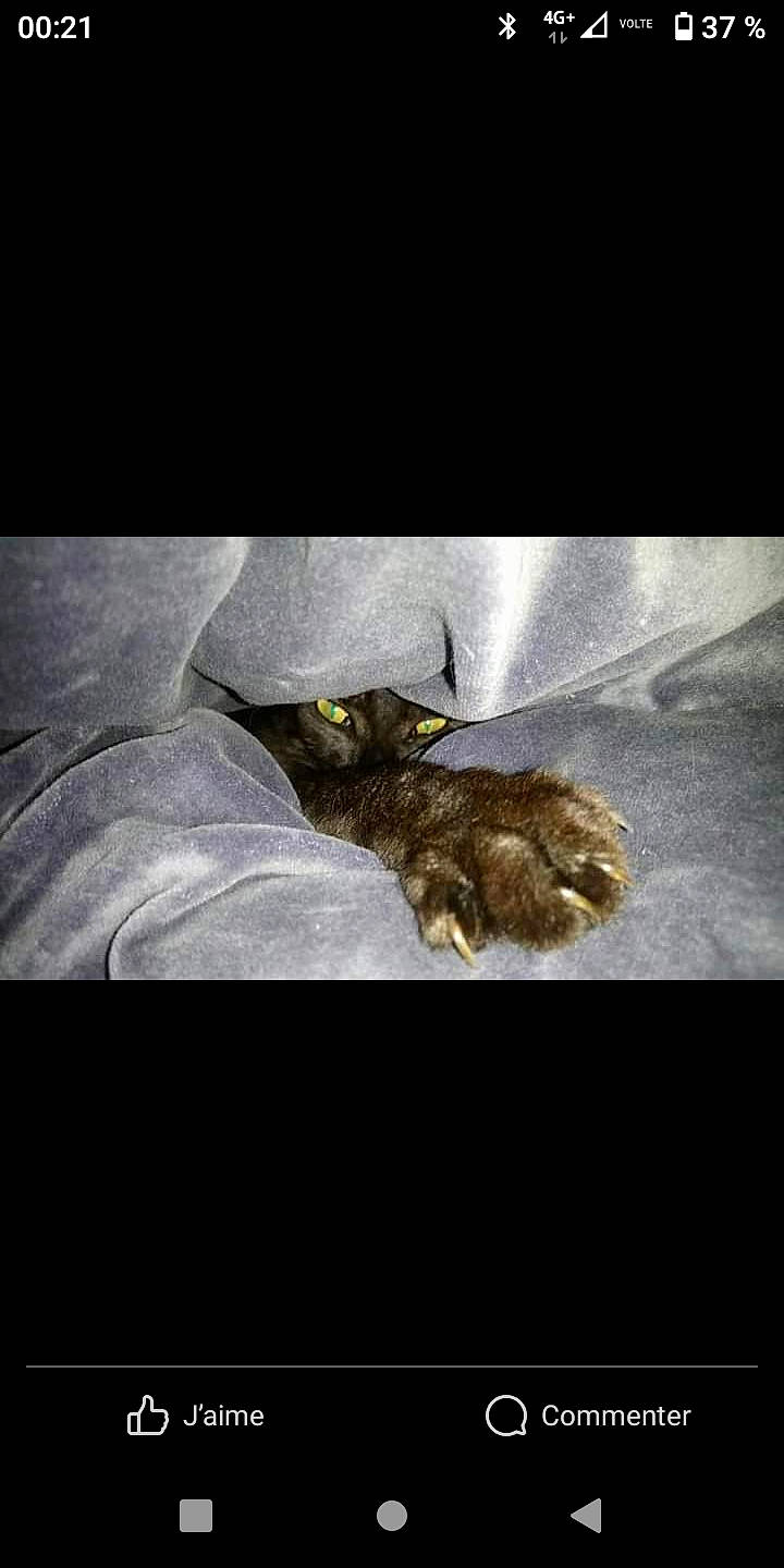 Perceval participe au concours pour gagner de l'argent avec cette photo : art, carnivore, cat, claw, darkness, feather, felidae, font, fur, metal, paw, photo_caption, small_to_medium_sized_cats, tail, terrestrial_animal, whiskers, wildlife