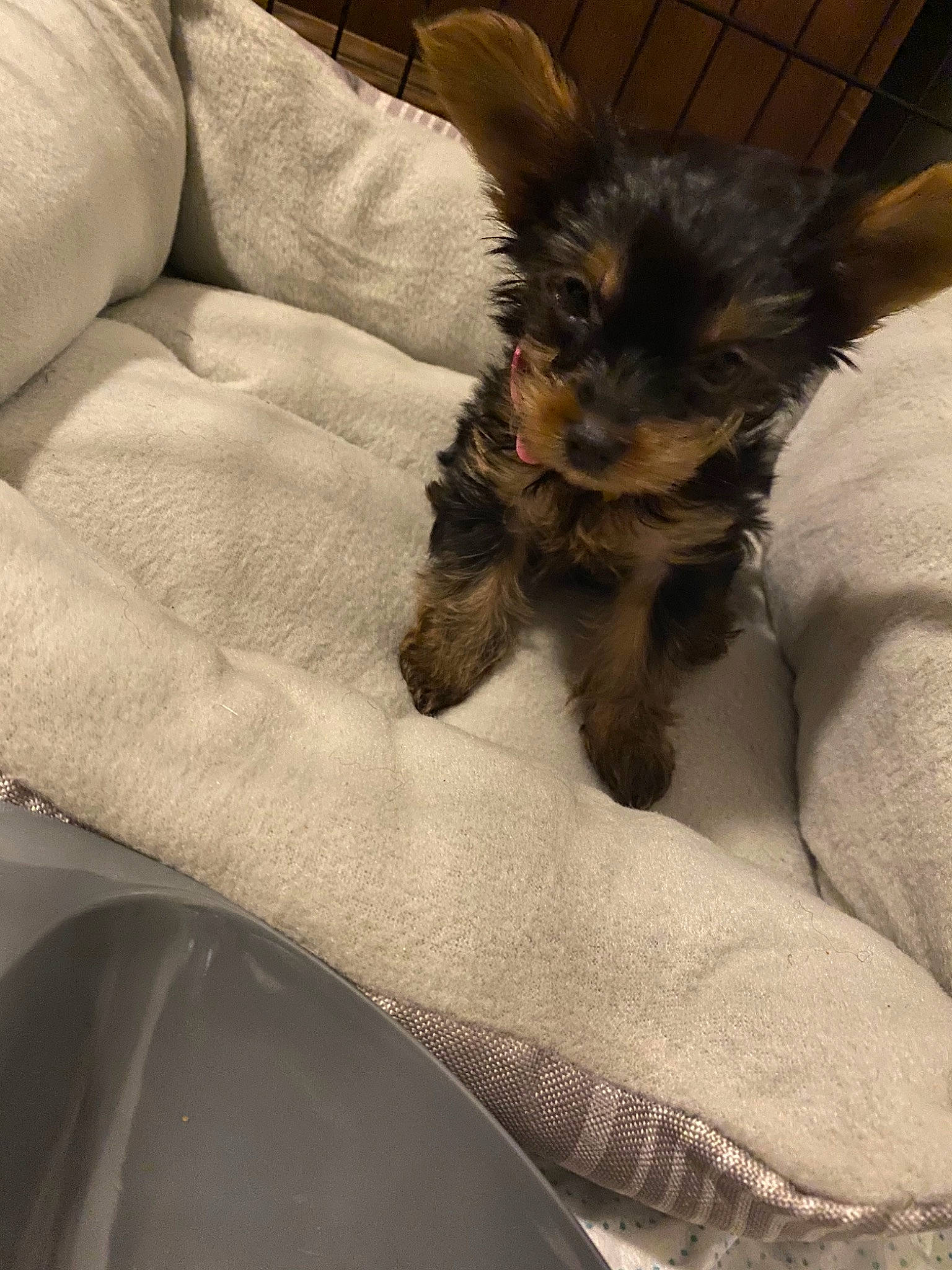 Melah is registered to the contest to win money with this photo: australian_silky_terrier, canidae, carnivore, companion_dog, dog, dog_breed, ear, maltepoo, mammal, morkie, puppy, schnoodle, skin, small_terrier, sporting_group, terrier, toy_dog, vertebrate, yorkipoo, yorkshire_terrier