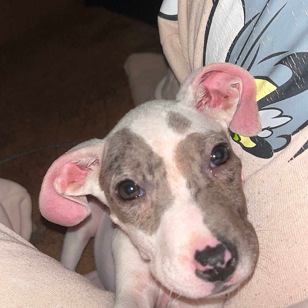 Dobby is registered to the contest to win money with this photo: animal, boxer, bulldog, canine, couch, cushion, dog, face, furniture, greatdane, head, homedecor, hound, indoors, person, pet, photography, pitbull, portrait, puppy
