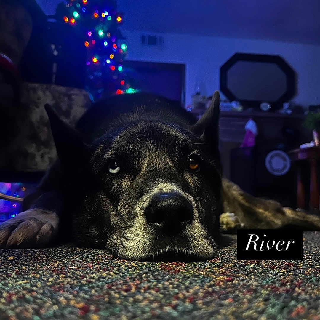 River is registered to the contest to win money with this photo: animal, architecture, building, bulldog, canine, dog, furniture, hound, indoors, light, lighting, livingroom, nature, night, outdoors, pet, pointer, puppy, purple, room