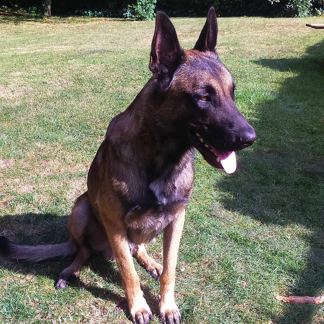 Looping a rejoint le concours — aidez-le/la à gagner de superbes lots ! animal, canine, dog, germanshepherd, grass, pet, plant, policedog