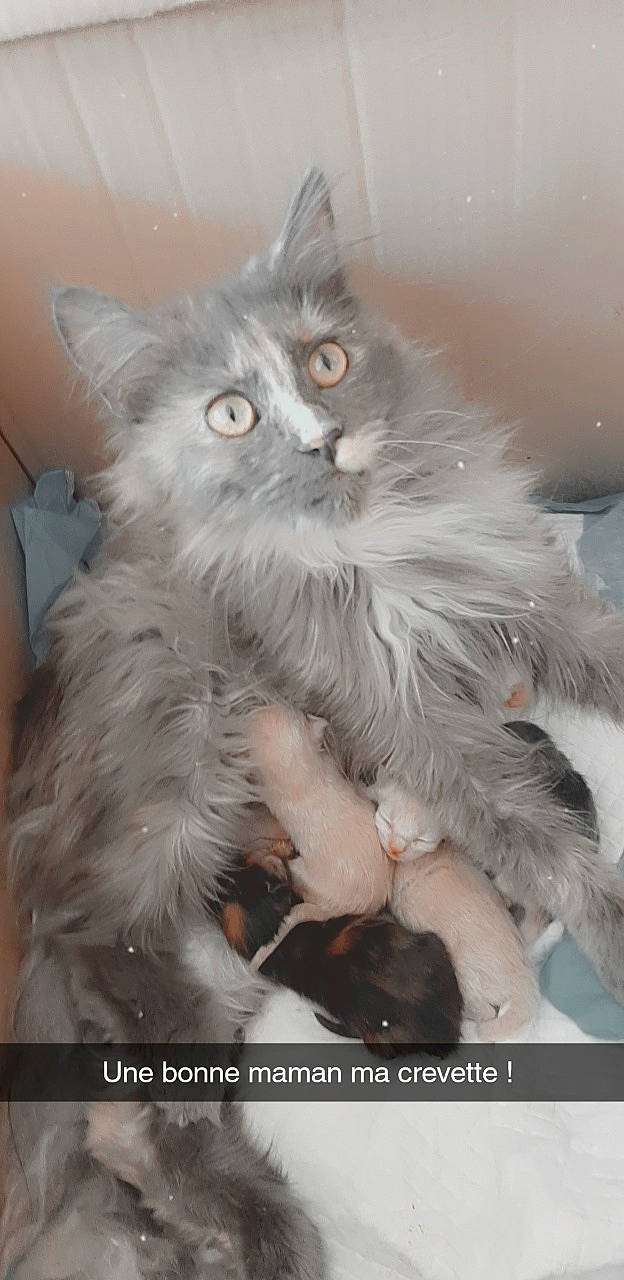 Padmé a rejoint le concours — aidez-le/la à gagner de superbes lots ! british_longhair, carnivore, cat, claw, event, fawn, felidae, fur, persian, small_to_medium_sized_cats, snout, terrestrial_animal, whiskers