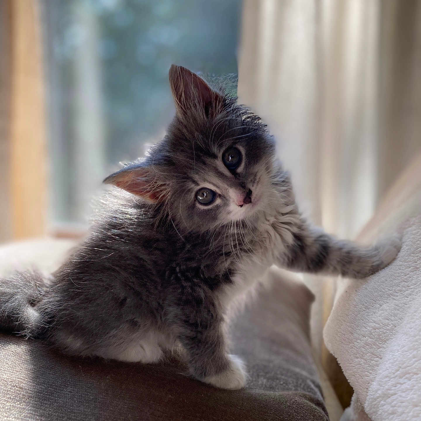 Luna is registered to the contest to win money with this photo: abyssinian, angora, animal, cat, kitten, manx, pet