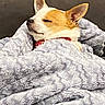 blanket, canine, comfortable, cozy, cute, dog, face_side_view, fluffy, fur, indoors, peaceful, pet, red_collar, relaxed, resting, sleeping, small_dog, snug, texture, warm
