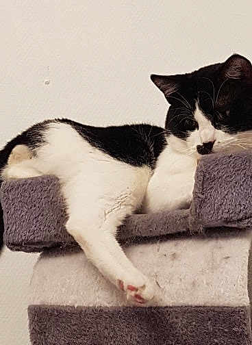Oreo