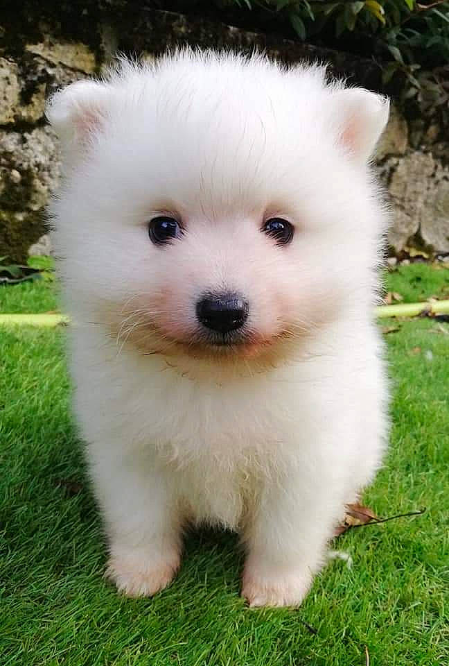 Kinaï participe au concours pour gagner de l'argent avec cette photo : american_eskimo_dog, berger_blanc_suisse, canadian_eskimo_dog, canidae, carnivore, companion_dog, dog, dog_breed, german_spitz, german_spitz_klein, german_spitz_mittel, indian_spitz, japanese_spitz, mammal, pomeranian, puppy, samoyed, spitz, vertebrate, volpino_italiano