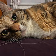 Kat joined the competition — help win amazing prizes! cat, close_up, lying_down, whiskers, green_eyes, fur, pet, indoor, curious, face, animal, mammal, resting, cute, feline, domestic_cat, portrait, soft, relaxed, closeup