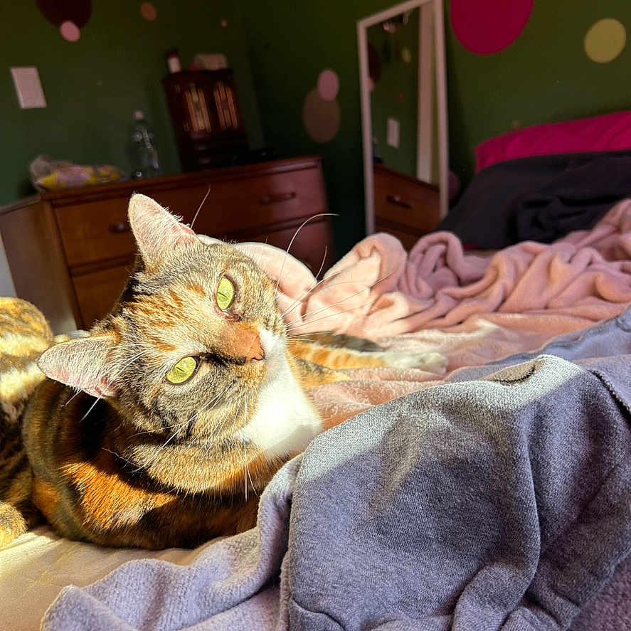 Kat is registered to the contest to win money with this photo: bed, blanket, cat, clothing, cozy, curious, domestic, furniture, green_wall, indoor, mirror, pet, polka_dots, relaxed, resting, soft_texture, sunlight, whiskers, wooden_dresser, yellow_eyes