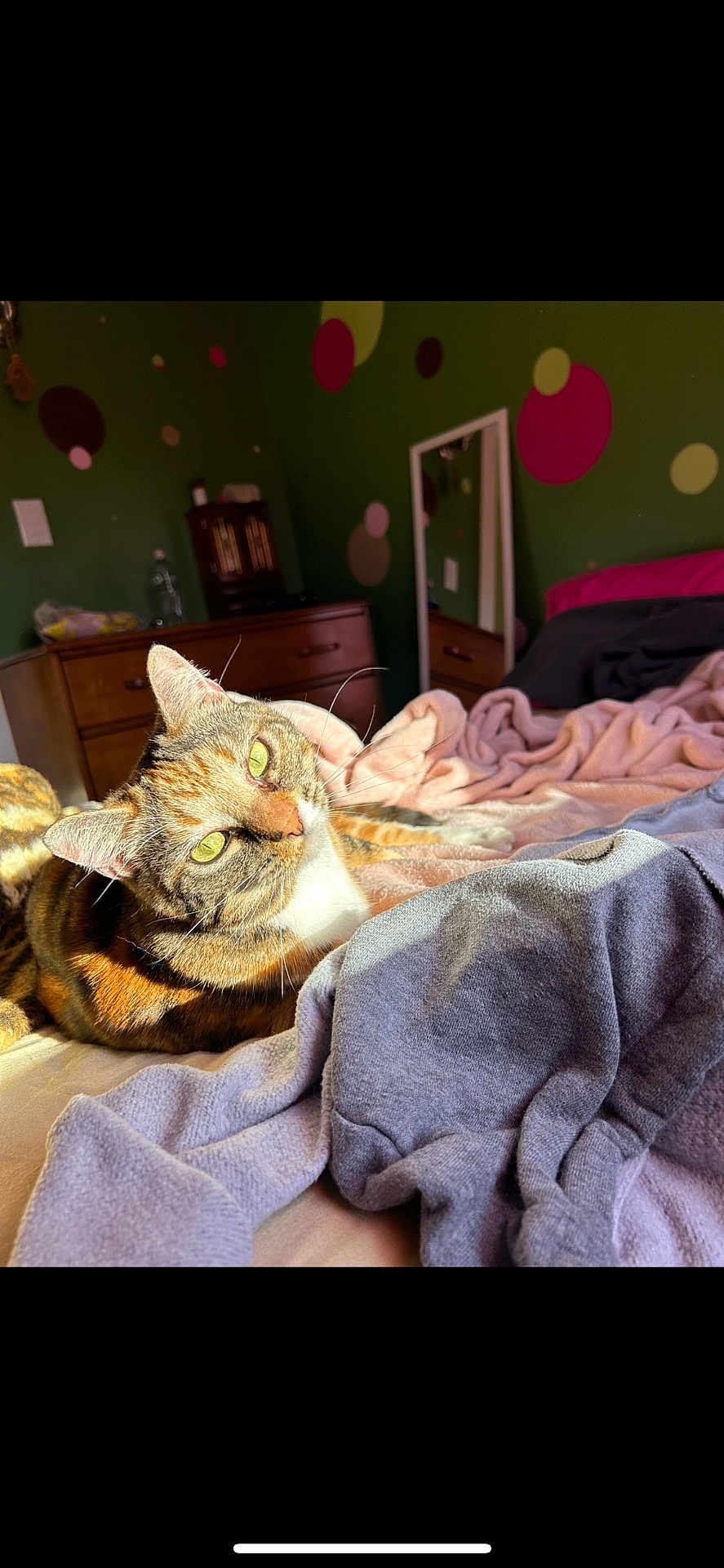 Kat is registered to the contest to win money with this photo: cat, bed, blanket, clothing, furniture, green_wall, polka_dots, mirror, sunlight, indoor, cozy, relaxed, domestic, pet, whiskers, wooden_dresser, soft_texture, curious, yellow_eyes, resting