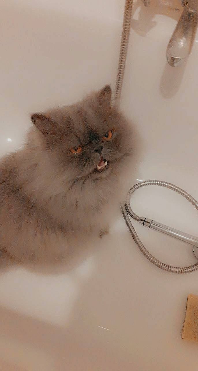 Isidore a rejoint le concours — aidez-le/la à gagner de superbes lots ! british_longhair, carnivore, cat, circle, dishware, fashion_accessory, feather, felidae, fur, grey, jewellery, kitchen_utensil, persian, ragdoll, serveware, small_to_medium_sized_cats, snout, tableware, tail, whiskers